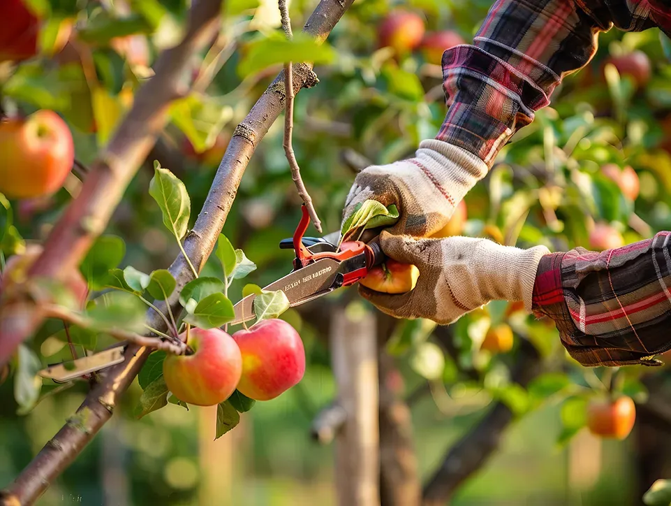Quand tailler ses arbres fruitiers ?