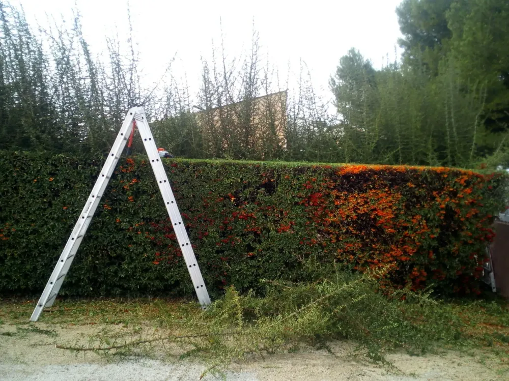 coupe buisson en cours