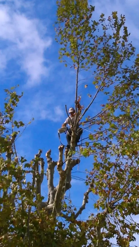 coupe arbre