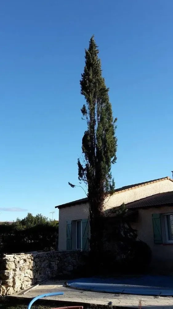 grand arbres