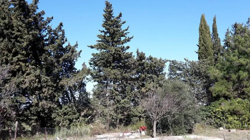 arbres foret
