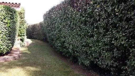 buisson coupéwebp
