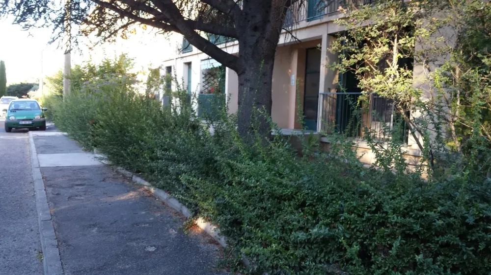 buisson avant